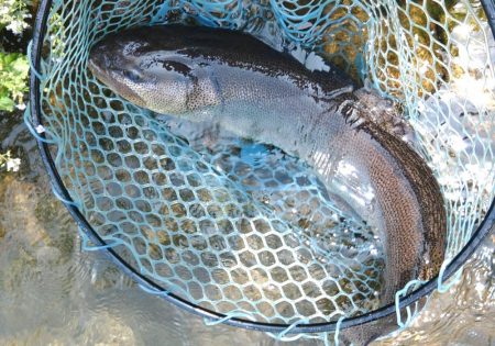 イトウが釣れた！ ～フィッシングパーク高島…